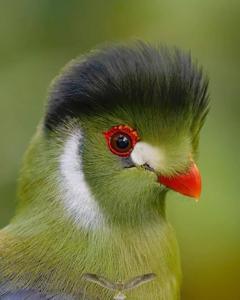 Menelikornis leucotis