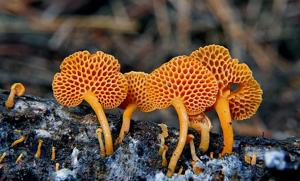 Favolaschia calocera