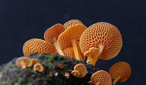 Favolaschia calocera