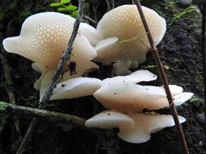 Favolaschia pustulosa