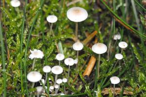 utils/thumbs/Mycenaceae/Hemimycena_9Pi7kAvGMsMcfqEApo3PDL.jpg