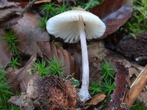 utils/thumbs/Mycenaceae/Hemimycena_F5fPZUu79qqHiSZPTJFk4U.jpg
