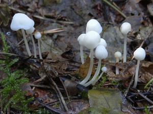 utils/thumbs/Mycenaceae/Hemimycena_LKzw54fxFJD8XveB9BBLLD.jpg