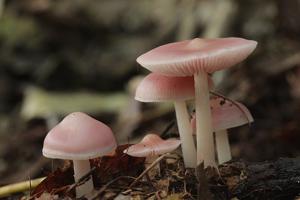 Mycena rosea
