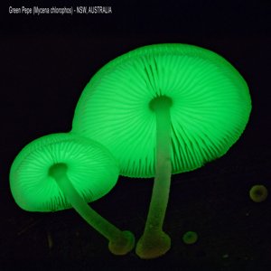 Mycena chlorophos