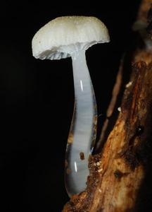 utils/thumbs/Mycenaceae/Mycena_MraQfJAdKois3BDwo5cyc4.jpg