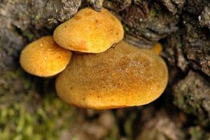 utils/thumbs/Mycenaceae/Panellus_LkvuEJ7sBPMVDdryx2jxBz.jpg