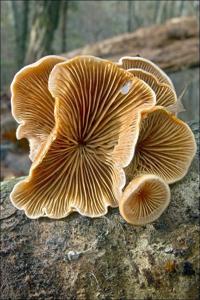 utils/thumbs/Mycenaceae/Tectella_jxPETwGWkqmeCFw8o6ZzZA.jpg