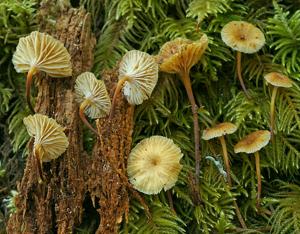 utils/thumbs/Mycenaceae/Xeromphalina_UFCHNwDfvTttCrt9XM7e3R.jpg