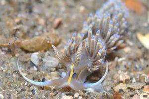 Dondice occidentalis