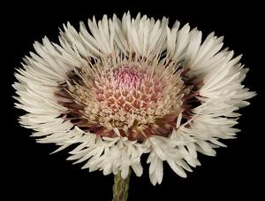 utils/thumbs/Myrtaceae/Actinodium_KtmuiWvMHGkyfj96d6Qpzp.jpg
