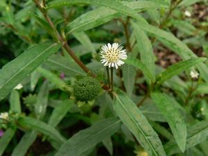 Actinodium cunninghamii