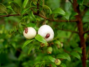 utils/thumbs/Myrtaceae/Austromyrtus_GgZ86vCfQRJFycsvhpSZ2y.jpg