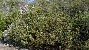 Darwinia fascicularis