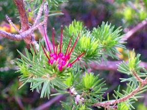 Darwinia fascicularis