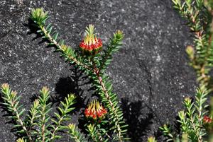 Darwinia hortiorum