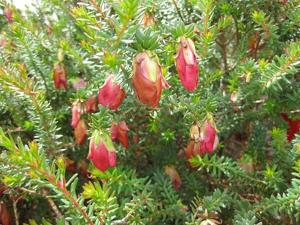 Darwinia leiostyla