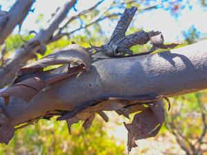 Eucalyptus pachyloma