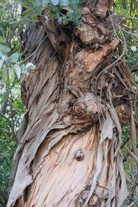Eucalyptus camaldulensis