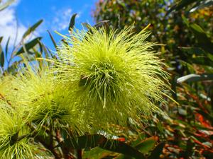Eucalyptus lehmannii
