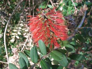 utils/thumbs/Myrtaceae/Melaleuca_Fb7HZ6BQKGjYgyMSGoJA92.jpg