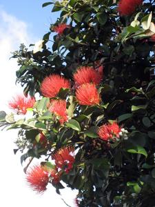 Metrosideros collina