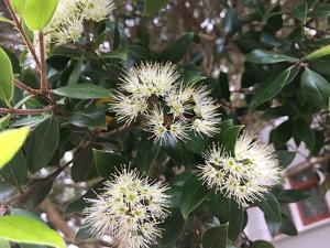 Metrosideros bartlettii