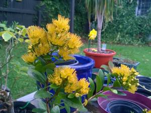 Metrosideros fulgens