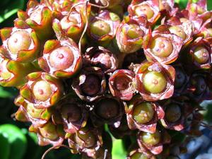 Metrosideros polymorpha