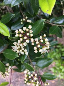 Metrosideros bartlettii