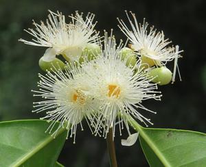 Syzygium hemisphericum