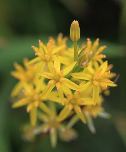 Narthecium asiaticum