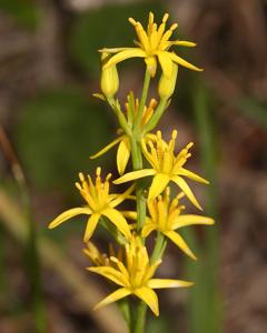 Narthecium asiaticum