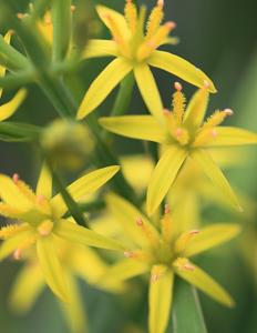 Narthecium asiaticum