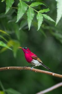 utils/thumbs/Nectariniidae/Aethopyga_2owdtx3cYXnCQFQx77KBZF.jpg