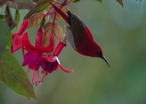 Aethopyga temminckii