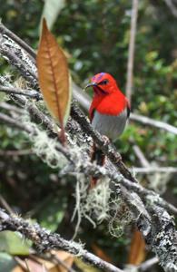 Aethopyga temminckii