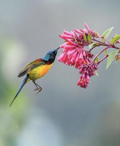 Aethopyga nipalensis