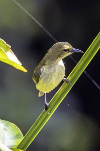 Anthreptes seimundi kruensis