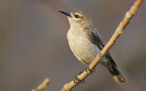 Anthreptes gabonicus