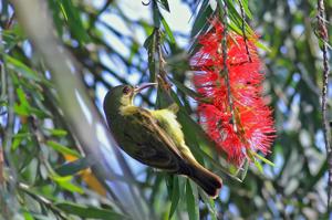 Anthreptes malacensis