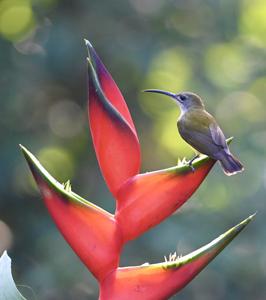 Arachnothera longirostra