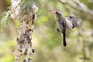 Chalcomitra senegalensis