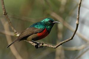 Cinnyris reichenowi