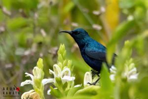 Cinnyris asiaticus