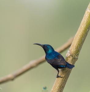 Cinnyris asiaticus