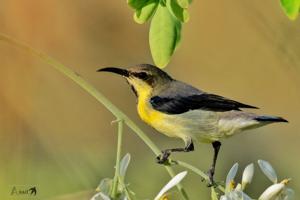 Cinnyris asiaticus
