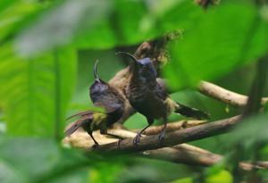 utils/thumbs/Nectariniidae/Dreptes_gCL6PreYPgQSGNCRamq6zw.jpg
