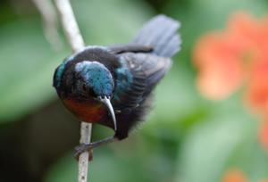 Leptocoma calcostetha