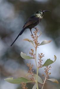 Nectarinia kilimensis